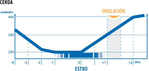 Gráfico de la ovulación del cerdo en días individuales